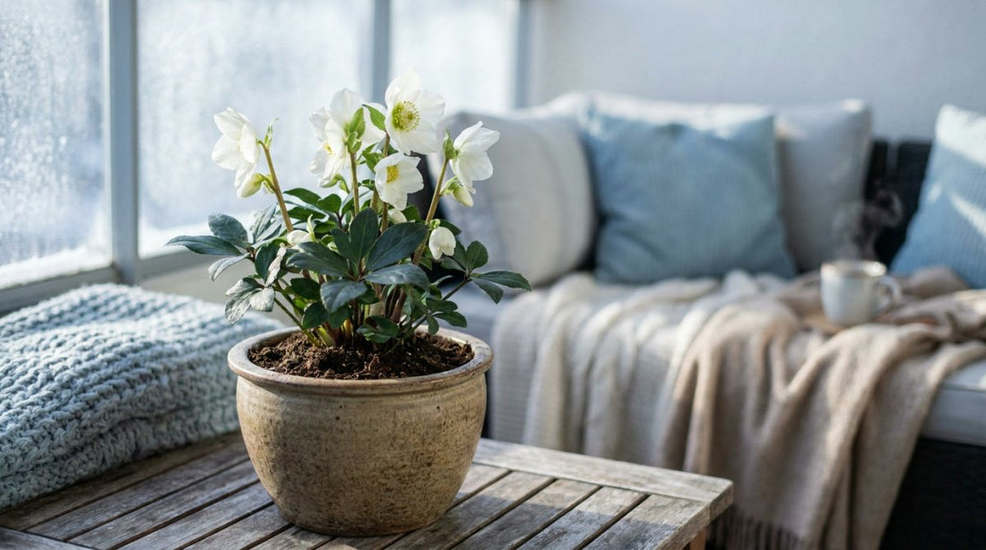 Hellebores