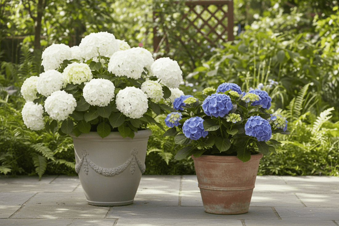Hydrangeas