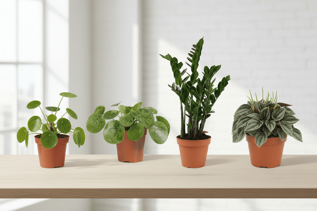 Pilea y Zamioculcas