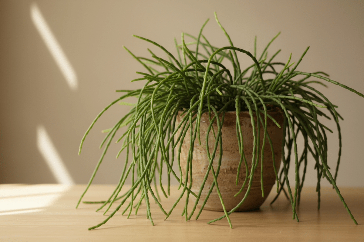 Rhipsalis – Hanging cacti without spines – Verdeia