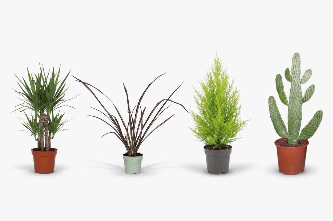 Rústicas y resistentes