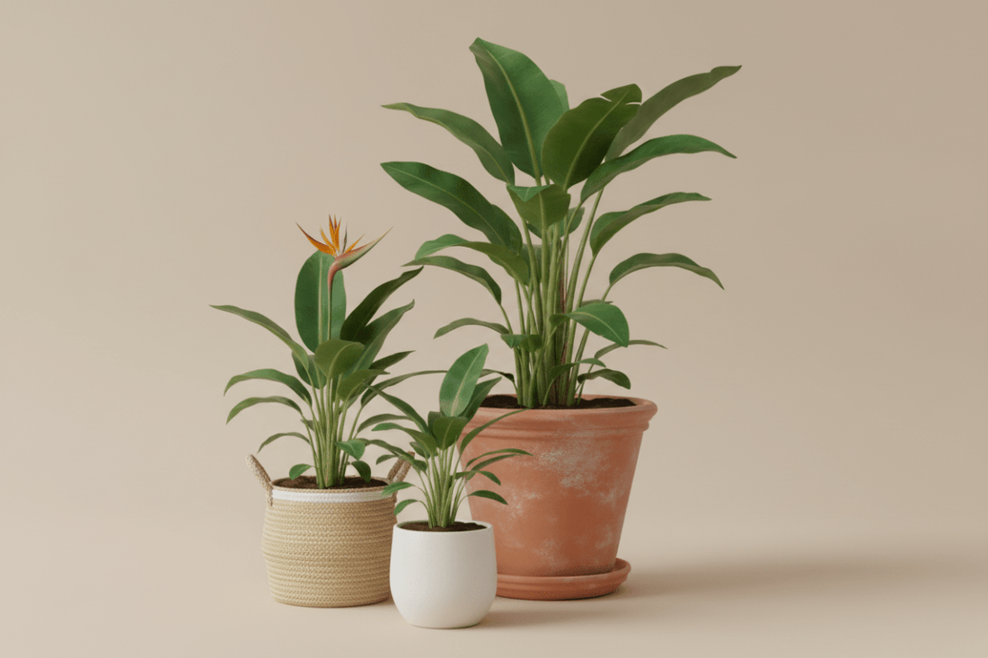 Strelitzia