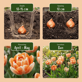 96x Tulipa Candle Light - Tulipe Candle Light - Divers - Floraison printanière - Calibre 11/12 - Verdeia - 4