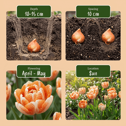 96x Tulipa Candle Light - Tulipe Candle Light - Divers - Floraison printanière - Calibre 11/12 - Verdeia - 4