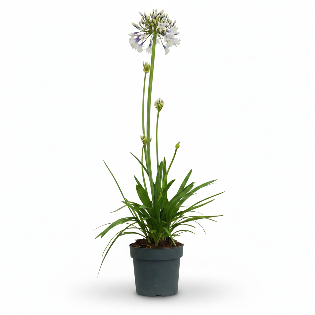 Agapanthus Fyrværkeri - Ø19cm - ↕75cm
