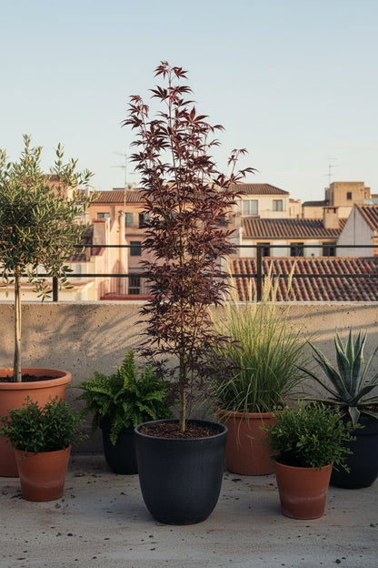 Acer palmatum &