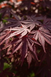 Acer palmatum &