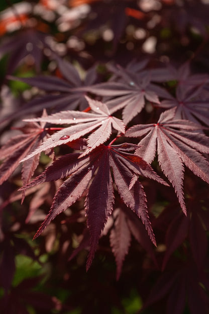 Acer palmatum &