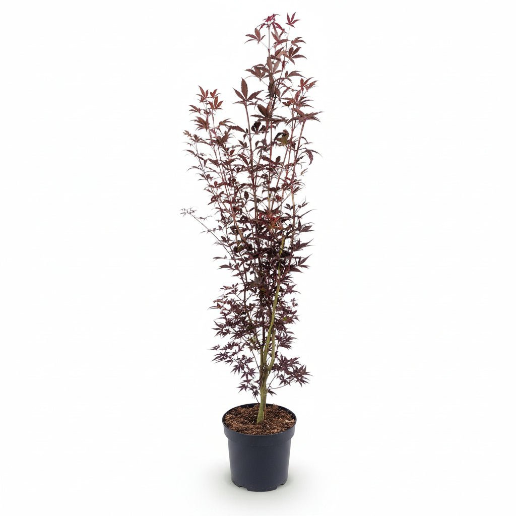 Acer palmatum &