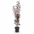 Acer palmatum &