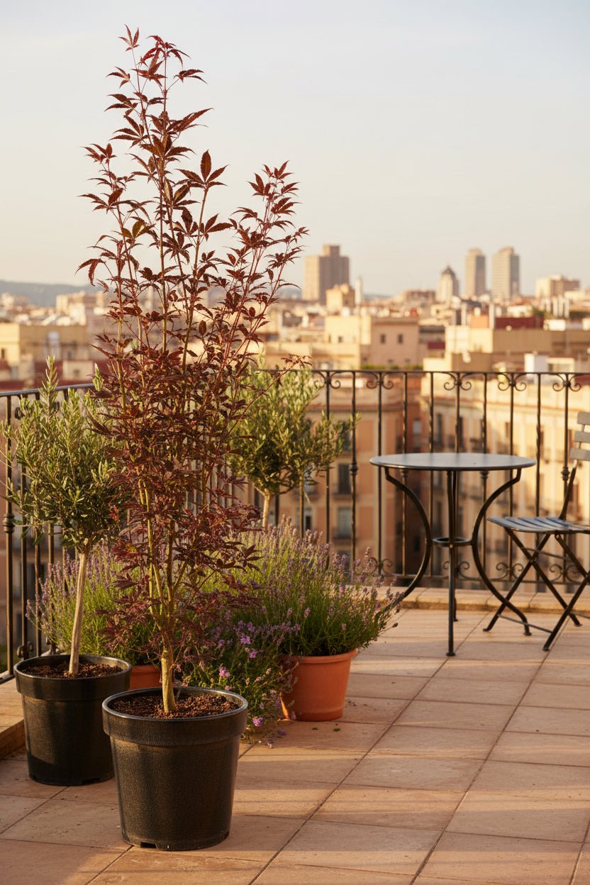 Acer palmatum &