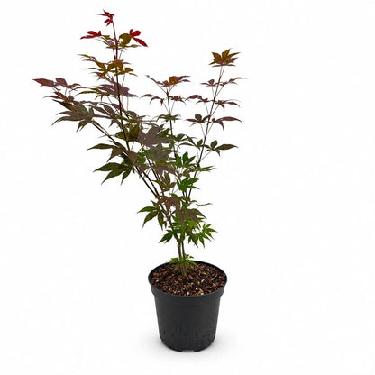 Acer palmatum &