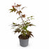 Acer palmatum &