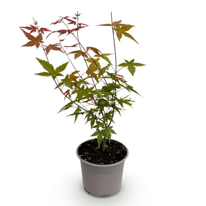 Acer palmatum &