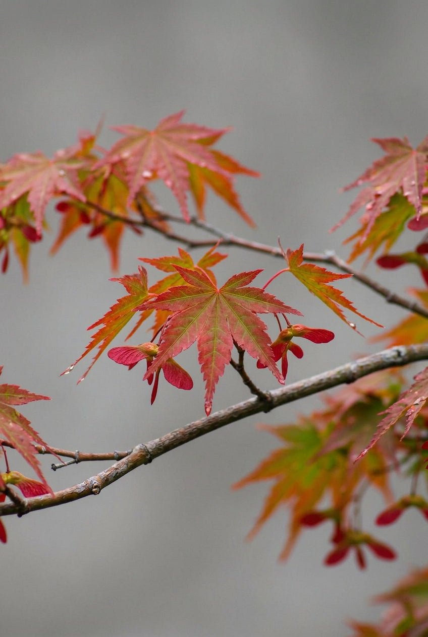 Acer palmatum &