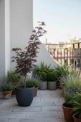 Acer palmatum &