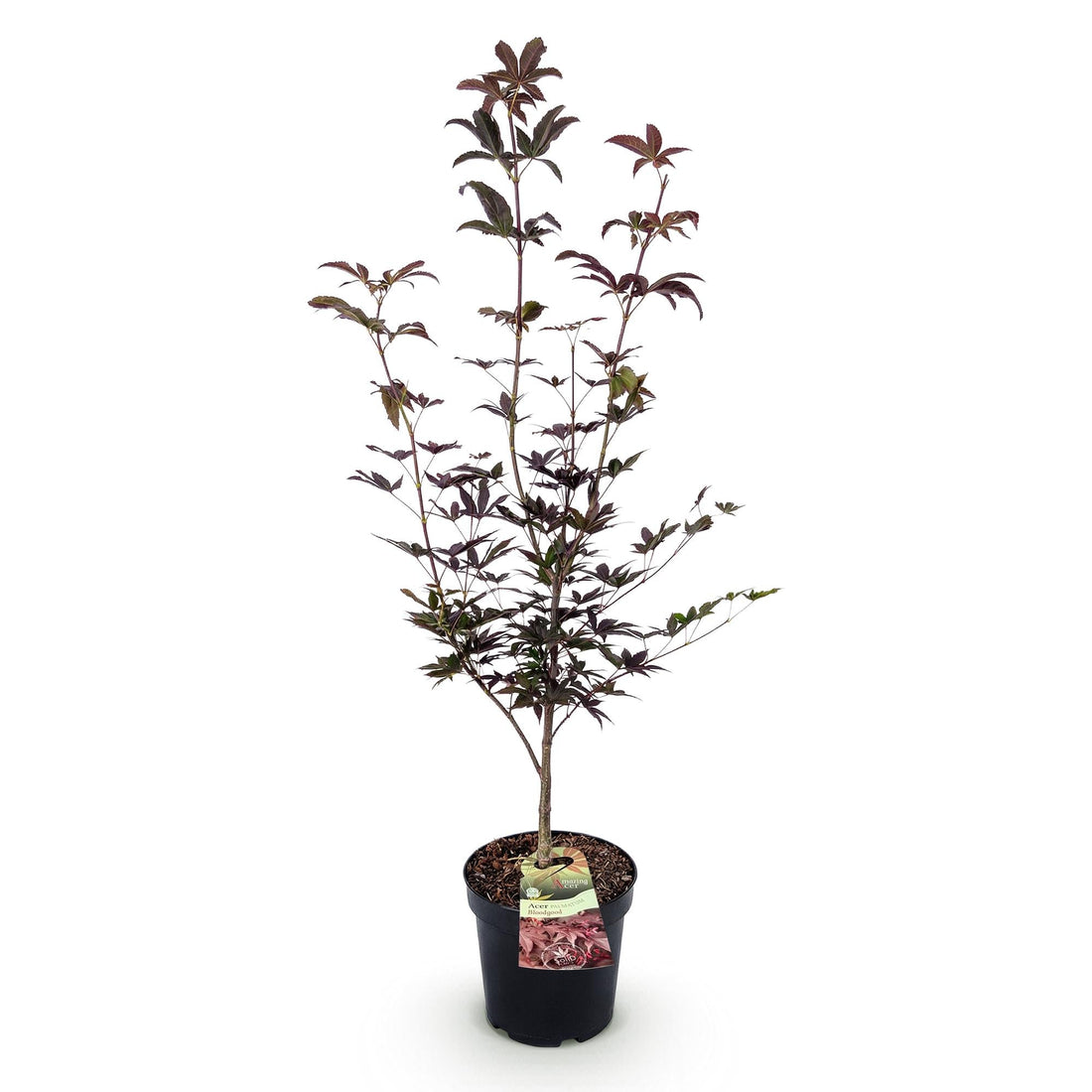 Acer palmatum &