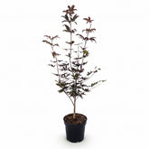 Acer palmatum &