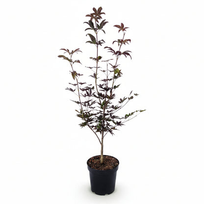 Acer palmatum &