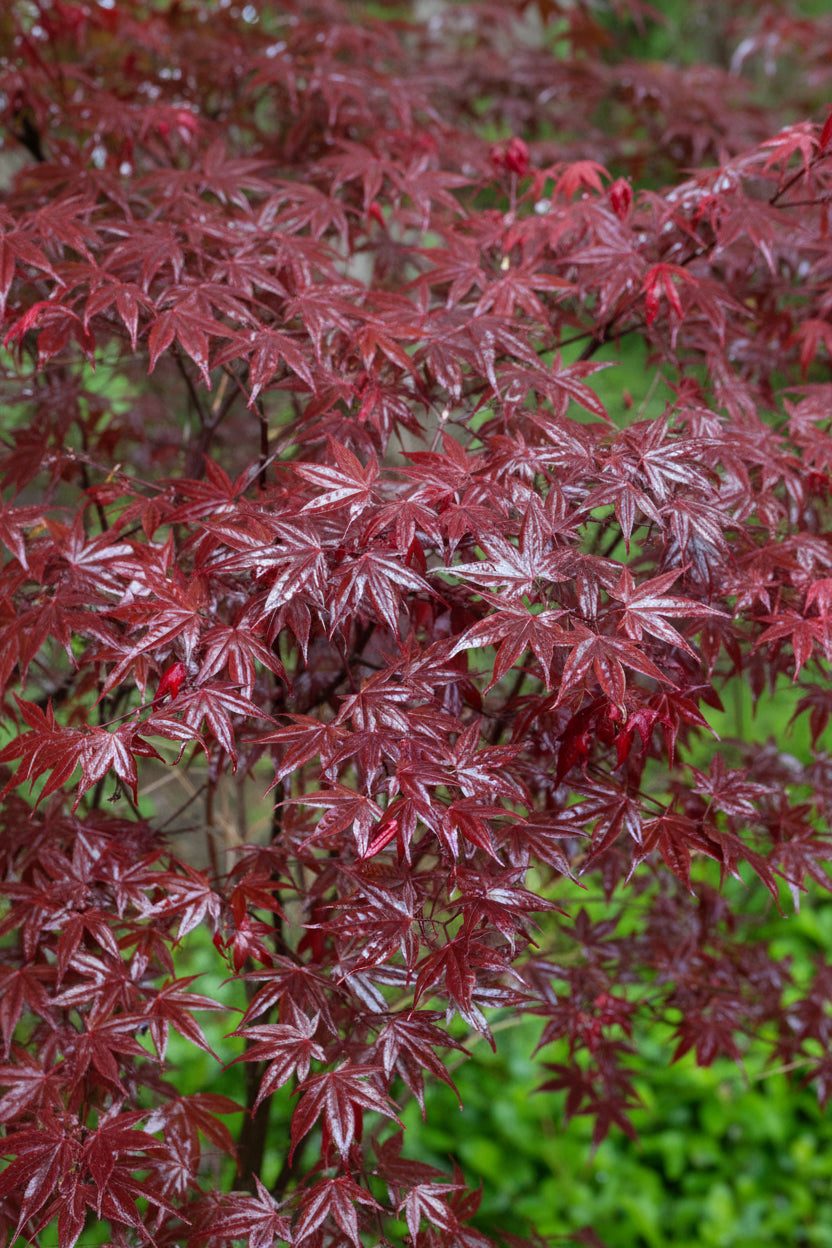 Acer palmatum &