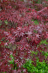 Acer palmatum &