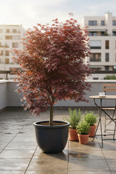 Acer palmatum &
