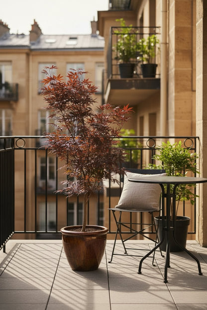 Acer palmatum &