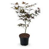 Acer palmatum &