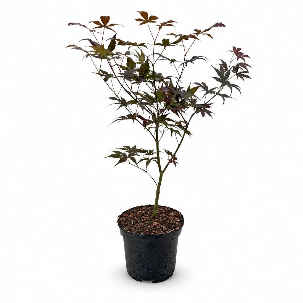 Acer palmatum &
