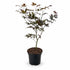 Acer palmatum &