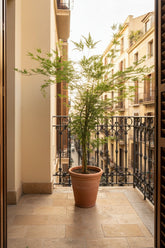 Acer palmatum &