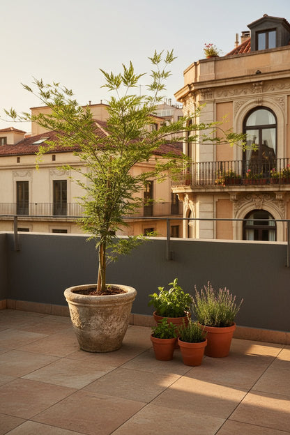 Acer palmatum &