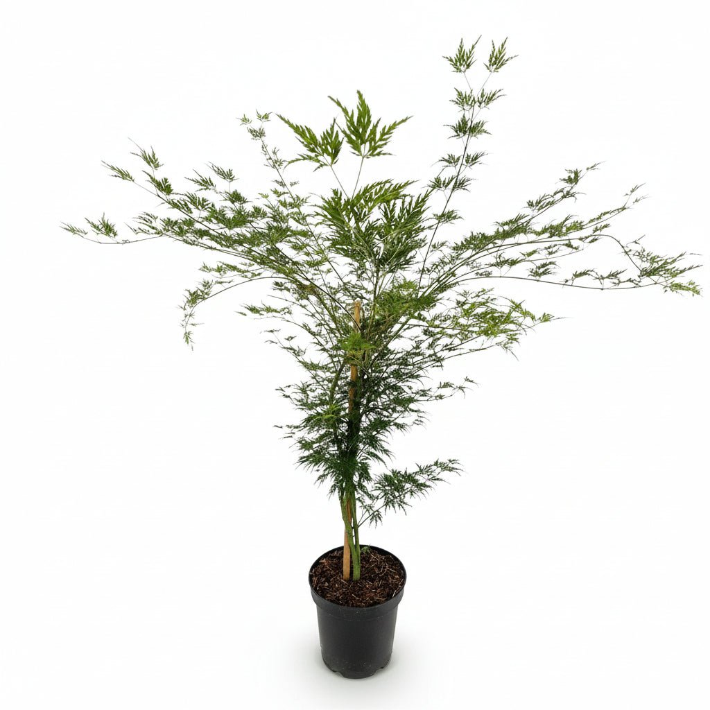 Acer palmatum &