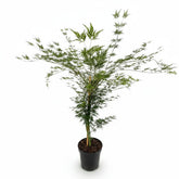 Acer palmatum &