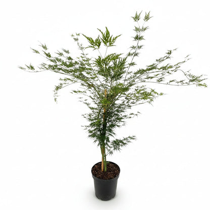 Acer palmatum &