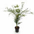 Acer palmatum &