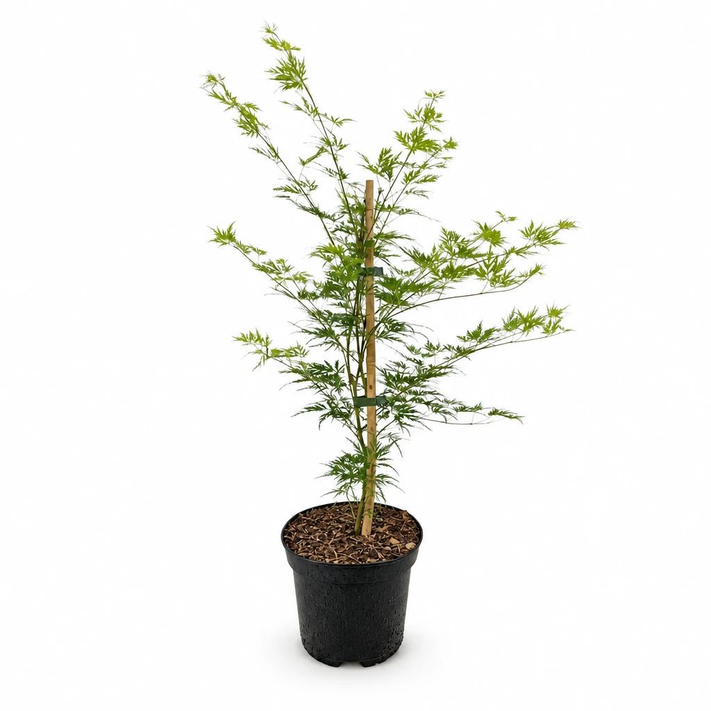 Acer palmatum &