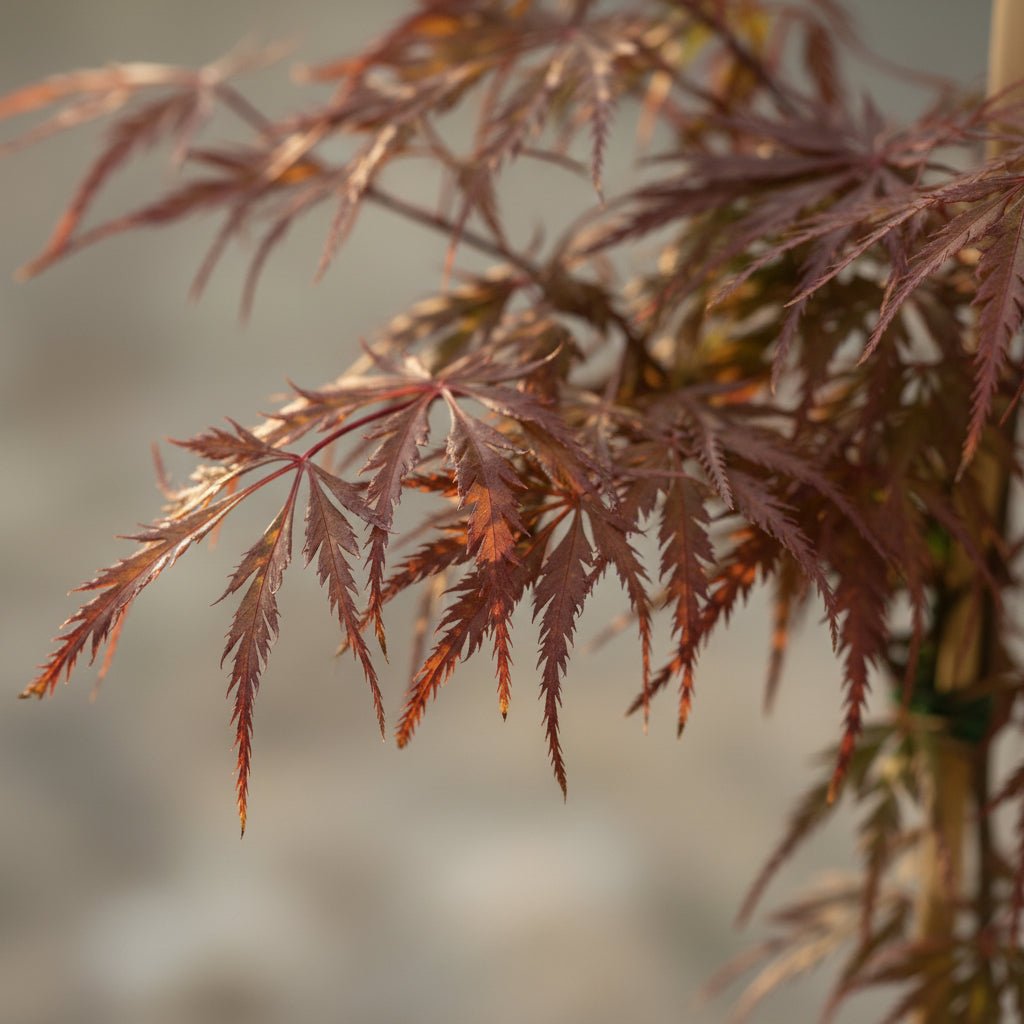 Acer palmatum ‘Garnet’ – Roter Japanischer Ahorn – D19 x H40 cm - Verdeia - 2
