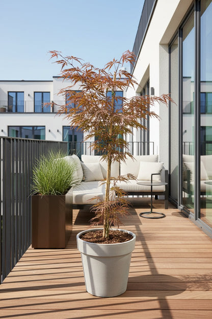 Acer palmatum &