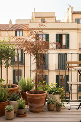 Acer palmatum &
