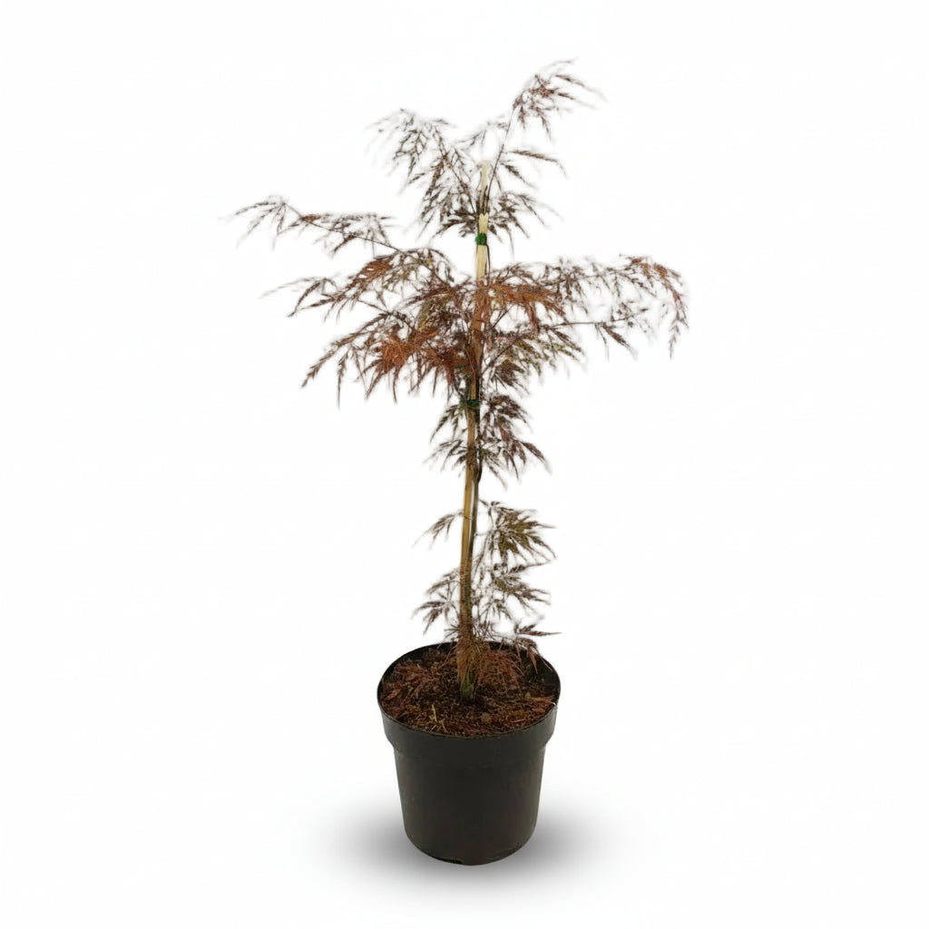 Acer palmatum ‘Garnet’ – Roter Japanischer Ahorn – D19 x H40 cm - Verdeia - 1