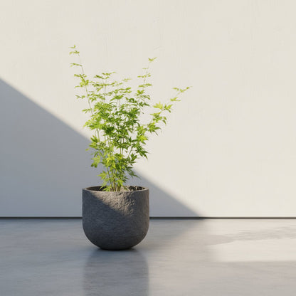 Acer palmatum ‘Going Green’ – Érable du Japon vert – D19 x H50 cm - Verdeia