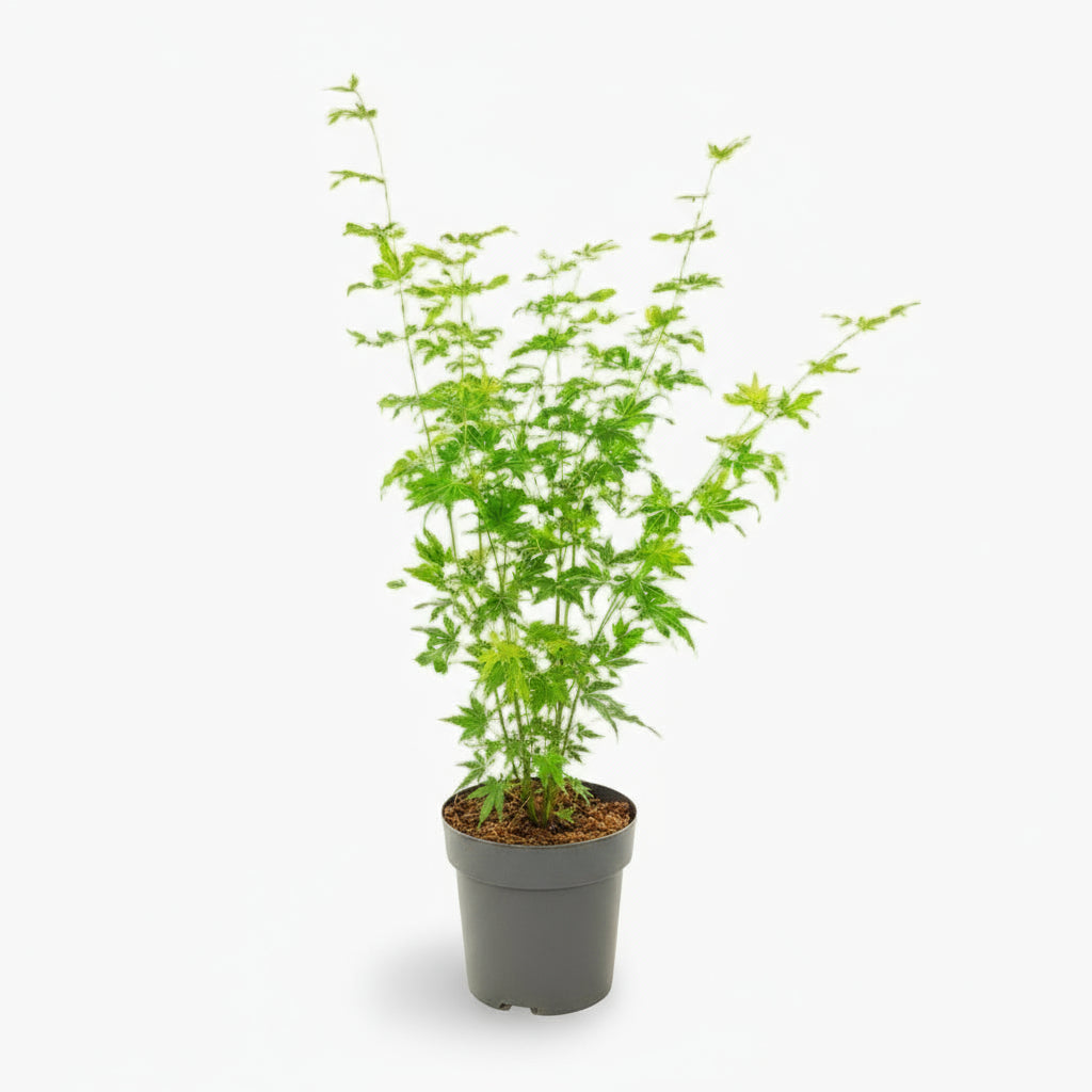 Acer palmatum ‘Going Green’ – Érable du Japon vert – Ø19cm – ↕50cm - Verdeia