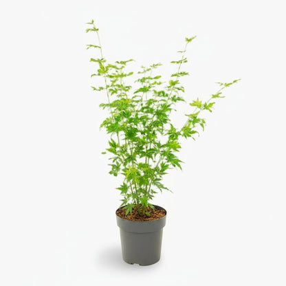 Acer palmatum ‘Going Green’ – Érable du Japon vert – Ø19cm – ↕50cm - Verdeia