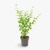 Acer palmatum ‘Going Green’ – Érable du Japon vert – Ø19cm – ↕50cm - Verdeia