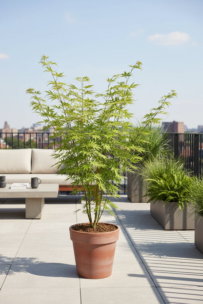 Acer palmatum Going Green (Érable du Japon vert) - Verdeia - 4