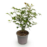 Acer palmatum &
