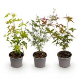 Acer palmatum lot de 3 (Érables du Japon orange, vert et rouge) — H35 cm | Pot Ø12 cm - Verdeia - 1