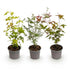 Acer palmatum lot de 3 (Érables du Japon orange, vert et rouge) — H35 cm | Pot Ø12 cm - Verdeia - 1