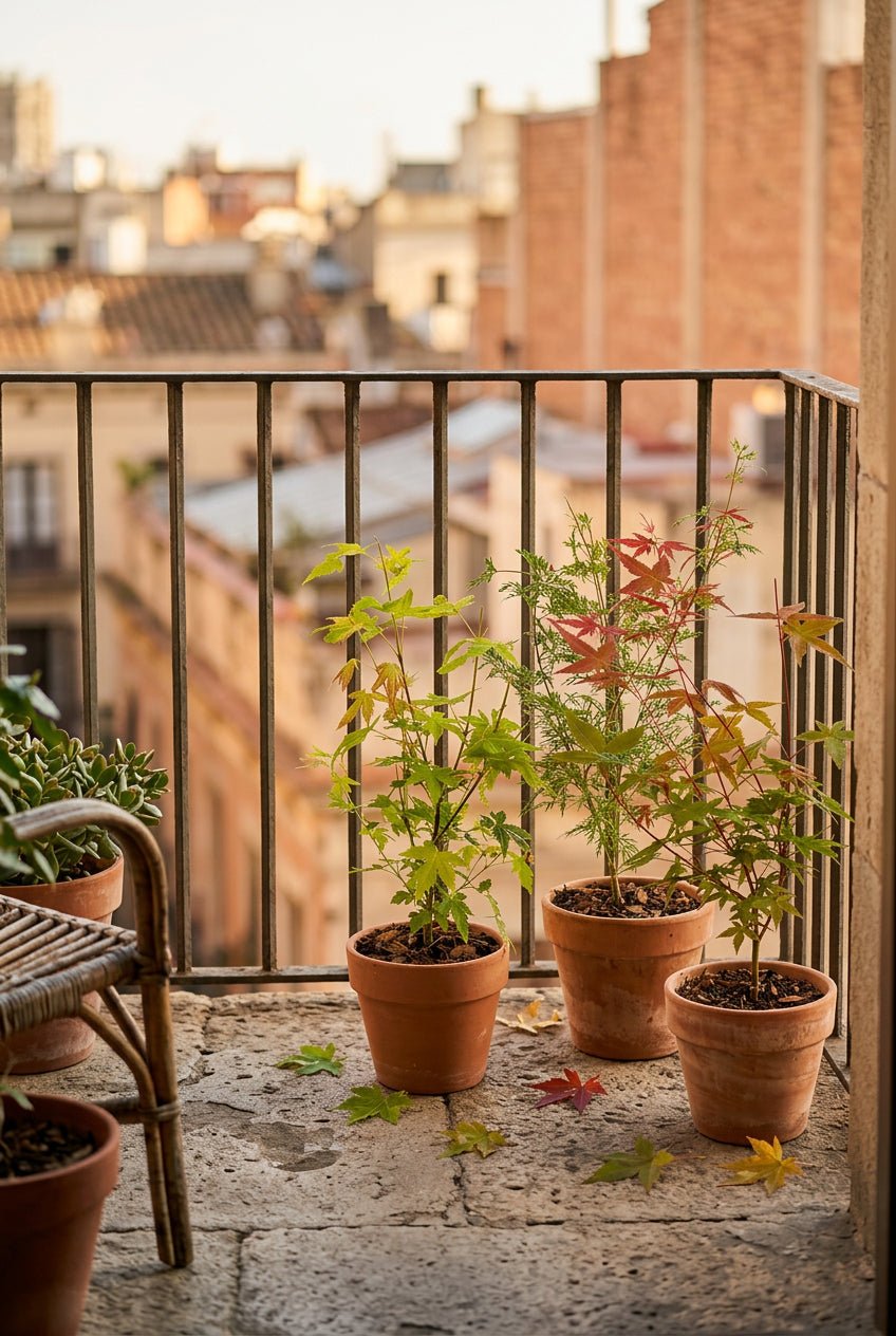 Acer palmatum lot de 3 (Érables du Japon orange, vert et rouge) — H35 cm | Pot Ø12 cm - Verdeia - 3